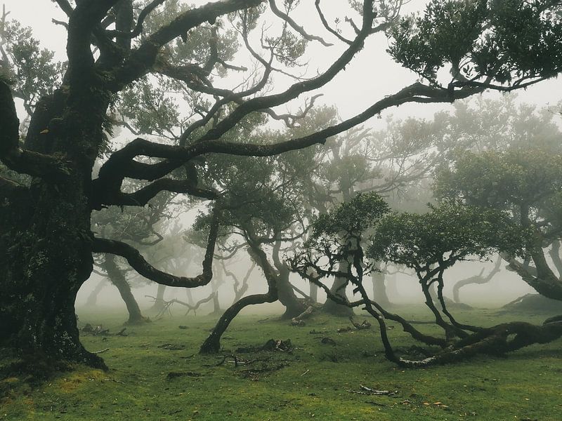 Fanal Forest Madeira foggy by Chantal Touw