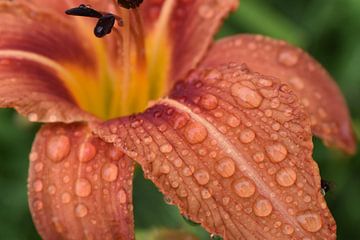 A flower in the garden after the rain by Claude Laprise