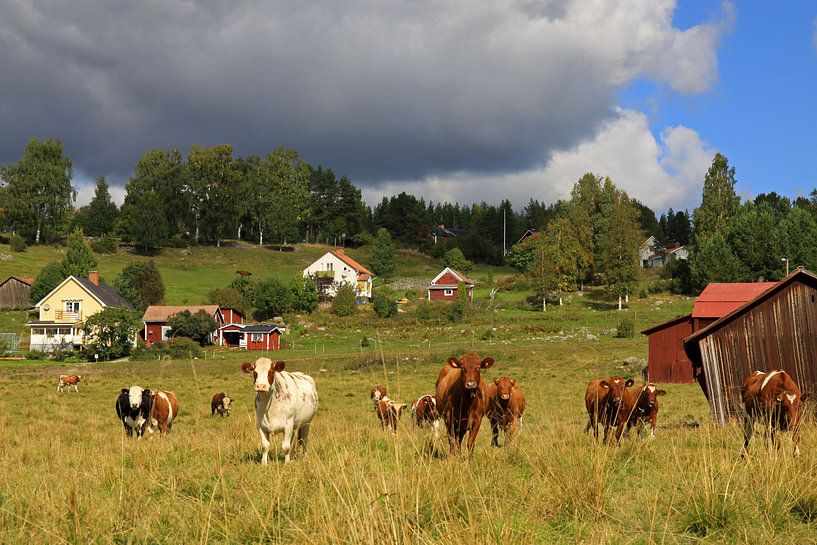 Cows by Antwan Janssen