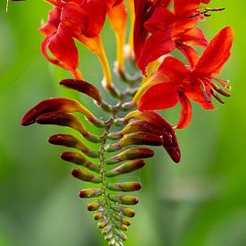 Rote Blume (Montbretia) ohne Kreuzspinne von Lex van Doorn