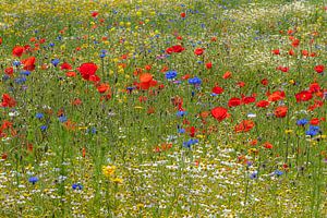 Mohnblumen und Kornblumen