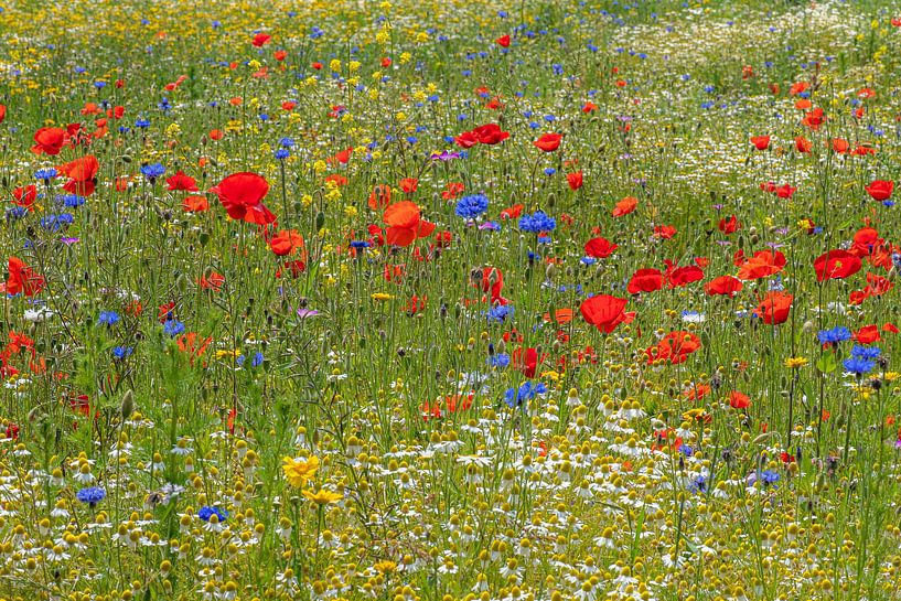 Coquelicots et bleuets par Hanneke Luit