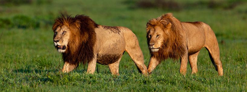 Brothers by Peter Michel