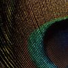 Eyecatcher: Een stukje van het oog van een pauwenveer van Marjolijn van den Berg