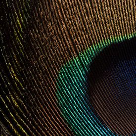 Eyecatcher: Een stukje van het oog van een pauwenveer van Marjolijn van den Berg