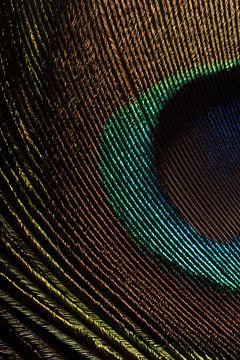 Eyecatcher: A piece of the eye of a peacock feather by Marjolijn van den Berg
