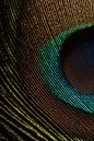 Eyecatcher: Een stukje van het oog van een pauwenveer van Marjolijn van den Berg thumbnail