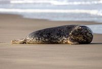 Zeehond op het Noordzee strand
