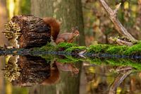 Ecureuil et champignons en miroir