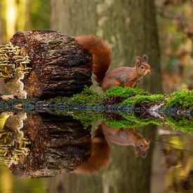 Eichhörnchen und Pilze im Spiegelbild von Arnold van der Horst