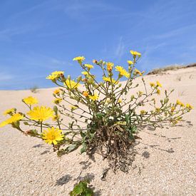bloem in de 'woestijn' von Evert-Jan Woudsma