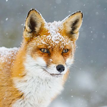 rode vos in de sneeuw