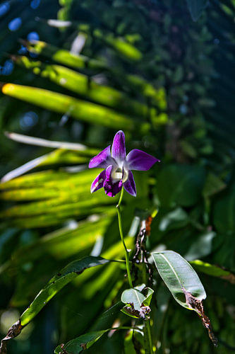 Orchidee aus Sri Lanka