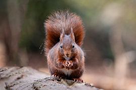 Squirrel in the forest.