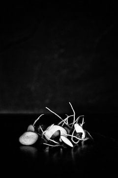Die Reste: Radieschen von André Blom Fotografie Utrecht
