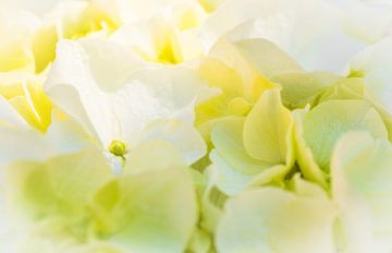 Witte hortensia bloesems bedekt met zonlicht, close-up van Alex Winter