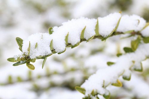 sneeuw op groen takje
