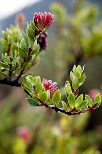Kleine rosa Knospen zwischen dem Morgentau