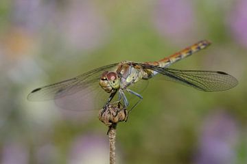 Brown red heather dragonfly on dead flower by Petra Vastenburg