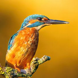 IJsvogel op een tak met de zonsopkomst! van Joy van der Beek