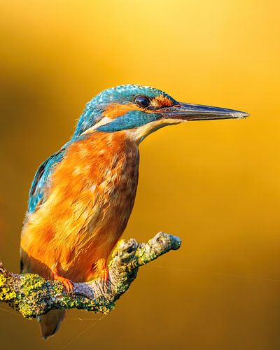 Eisvogel auf einem Ast bei Sonnenaufgang! von Joy van der Beek