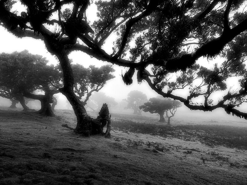 Schief - Gewundener Baum im Nebel von BHotography