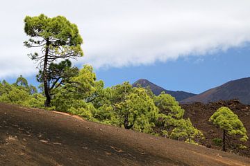 Bomen op een vulkaan van Karsten van Dam