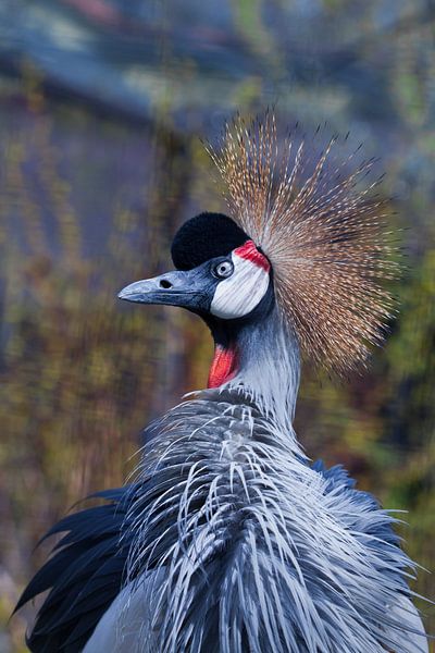 Beautiful large African bird in blue-red tones in a golden crown Black crowned crane close-up, feath by Michael Semenov
