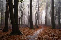 The hidden path by Tvurk Photography thumbnail