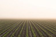 Farmland in morning mist by Raoul Baart thumbnail