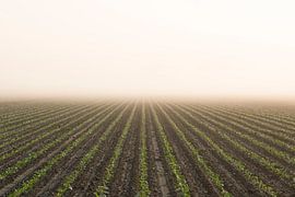 Farmland in morning mist by Raoul Baart