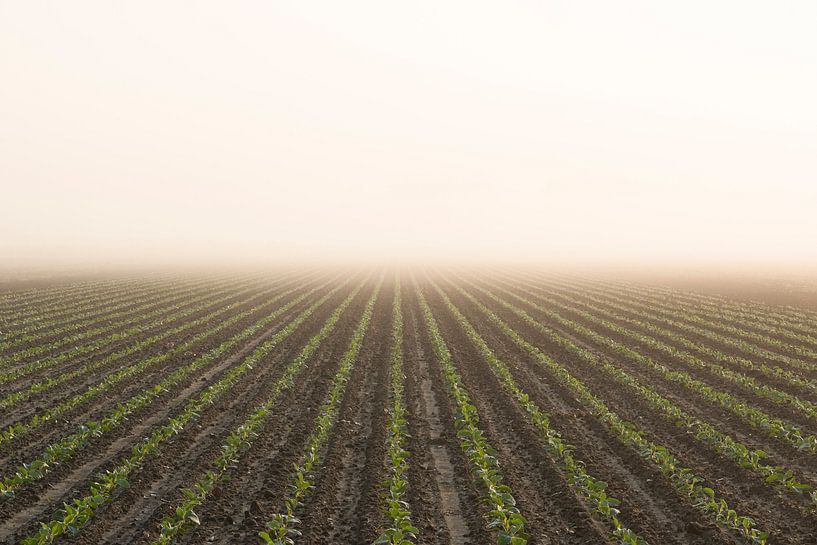 Farmland in morning mist by Raoul Baart