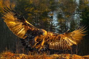 Steinadler (Aquila chrysaetos), Steinadler, Schweden.
