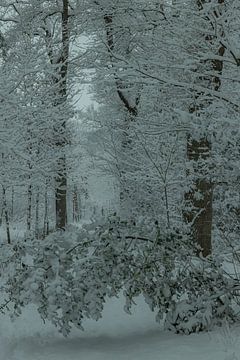 Winter, snow in the Wilgenhof of Beetsterzwaag Opsterland Friesland
