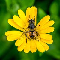 Hoverfly on a Marigold