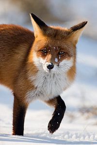 Red fox sur Menno Schaefer