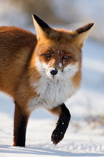Red fox by Menno Schaefer