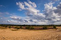 Blühendes Heidekraut