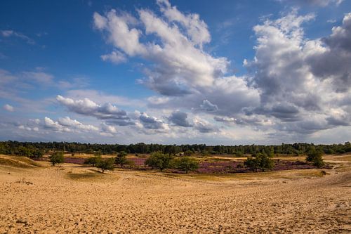 La bruyère en fleur