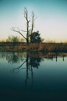 Dead Tree
