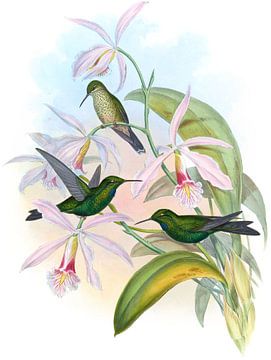 Green-gekroonde briljante, John Gould van Hummingbirds