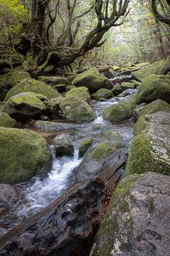 Stromend water in de bossen van Yakushima van Anges van der Logt