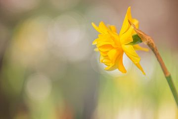 Daffodil, Tête Bouclé (Narcissus) by Carola Schellekens