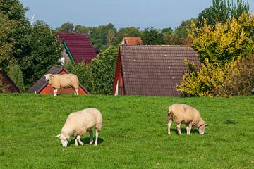 Schafe auf Deich, Elsfleth