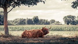 Scottish highlander rests under tree by Paul Vergeer