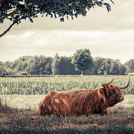 Schotse hooglander rust onder boom van Paul Vergeer