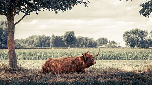 Scottish highlander rests under tree