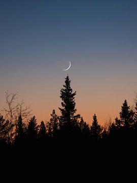 Where the moon touches the trees by Roy Mosterd