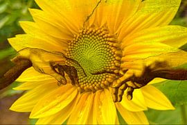 Leonardo da vinci by Truckpowerr