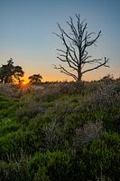 Prachtige zonsondergang in een natuurgebied te Drenthe